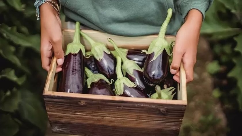 mejora genetica GEMIPLANT